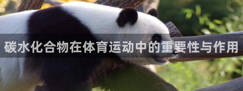 必一运动体育官网：碳水化合物在体育运动中的重要性与作用