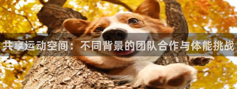 必一运动bsport体育：共享运动空间：不同背景的团队合作与体能挑战